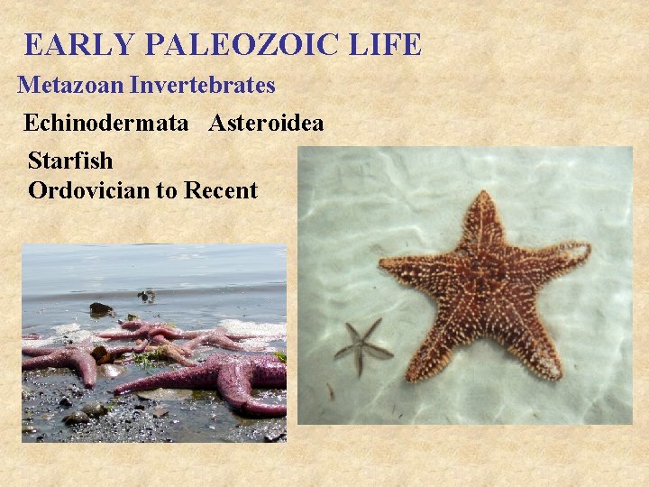 EARLY PALEOZOIC LIFE Metazoan Invertebrates Echinodermata Asteroidea Starfish Ordovician to Recent 