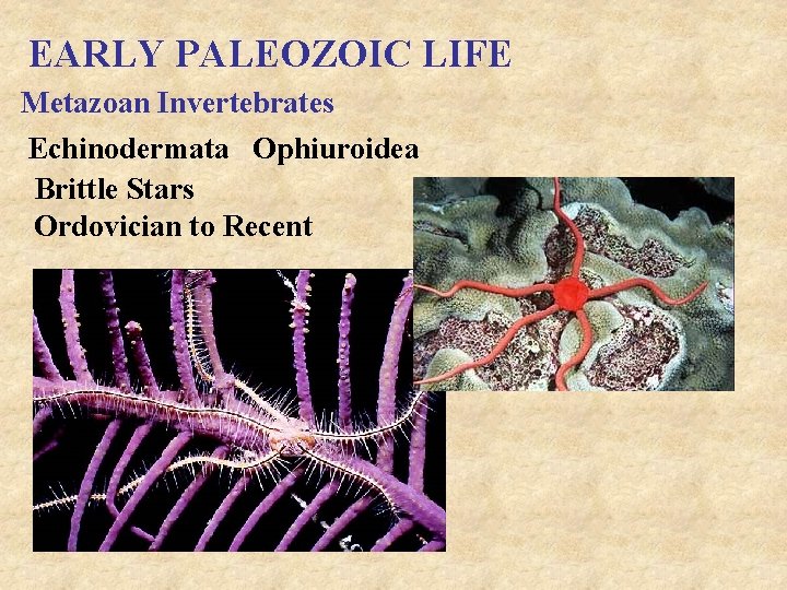 EARLY PALEOZOIC LIFE Metazoan Invertebrates Echinodermata Ophiuroidea Brittle Stars Ordovician to Recent 