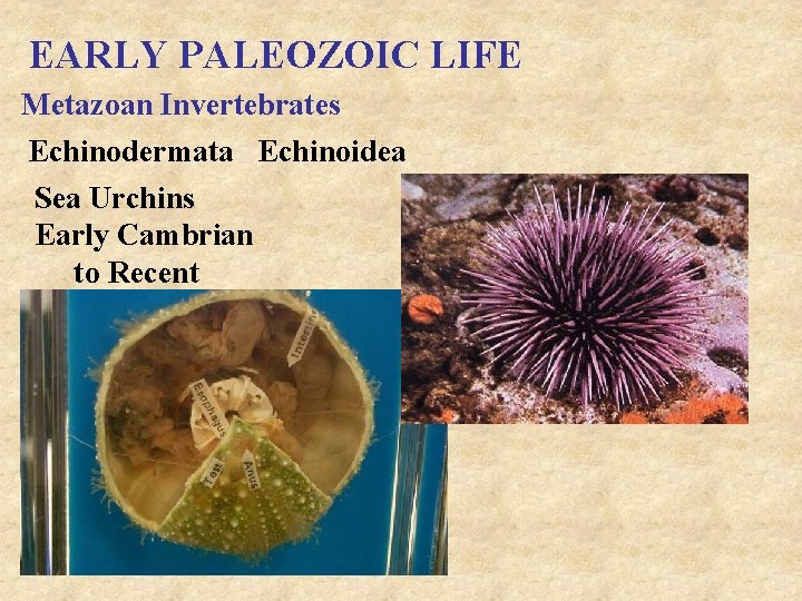 EARLY PALEOZOIC LIFE Metazoan Invertebrates Echinodermata Echinoidea Sea Urchins Early Cambrian to Recent 