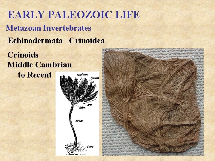 EARLY PALEOZOIC LIFE Metazoan Invertebrates Echinodermata Crinoidea Crinoids Middle Cambrian to Recent 