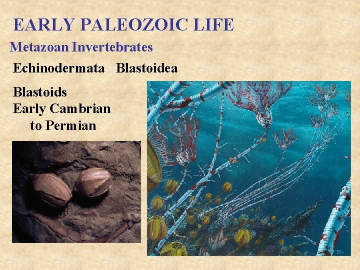 EARLY PALEOZOIC LIFE Metazoan Invertebrates Echinodermata Blastoidea Blastoids Early Cambrian to Permian 