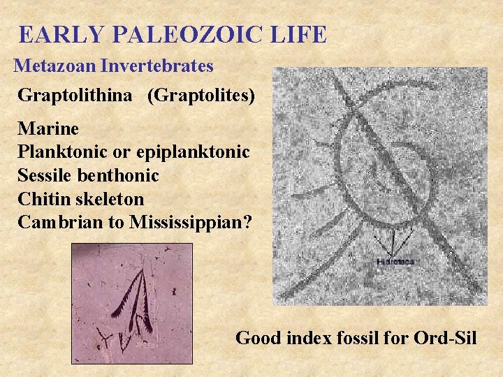 EARLY PALEOZOIC LIFE Metazoan Invertebrates Graptolithina (Graptolites) Marine Planktonic or epiplanktonic Sessile benthonic Chitin