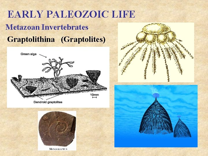 EARLY PALEOZOIC LIFE Metazoan Invertebrates Graptolithina (Graptolites) 