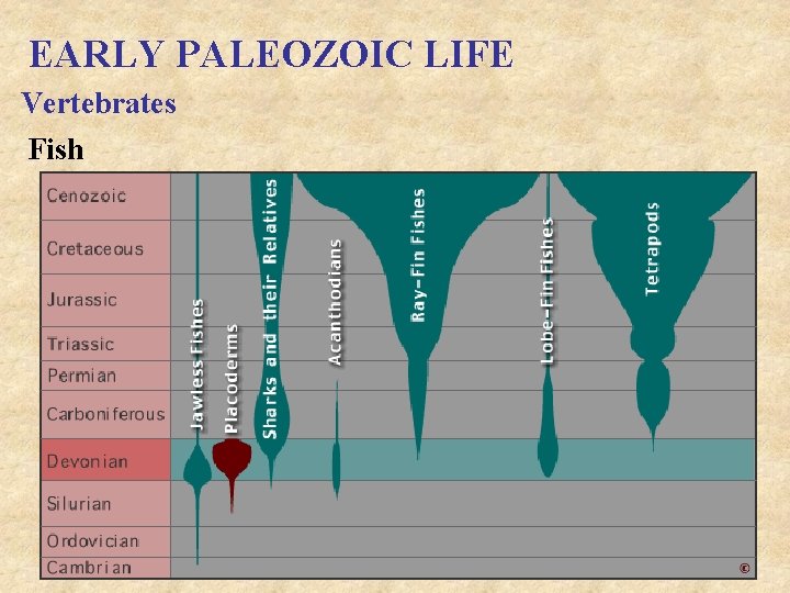 EARLY PALEOZOIC LIFE Vertebrates Fish 