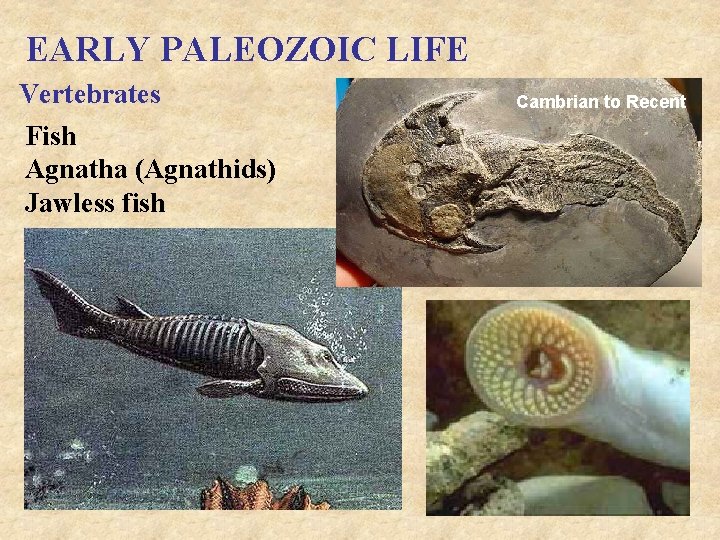 EARLY PALEOZOIC LIFE Vertebrates Fish Agnatha (Agnathids) Jawless fish Cambrian to Recent 