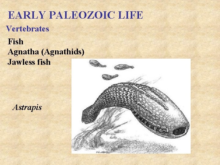 EARLY PALEOZOIC LIFE Vertebrates Fish Agnatha (Agnathids) Jawless fish Astrapis 