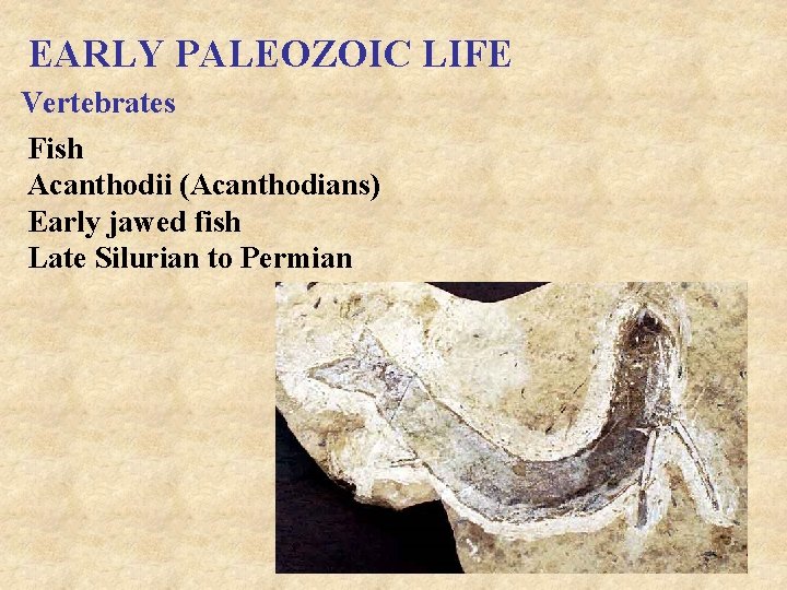 EARLY PALEOZOIC LIFE Vertebrates Fish Acanthodii (Acanthodians) Early jawed fish Late Silurian to Permian