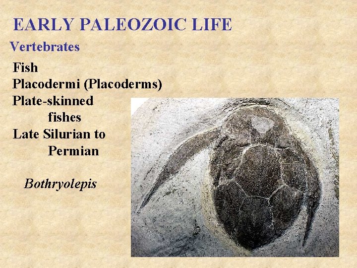 EARLY PALEOZOIC LIFE Vertebrates Fish Placodermi (Placoderms) Plate-skinned fishes Late Silurian to Permian Bothryolepis
