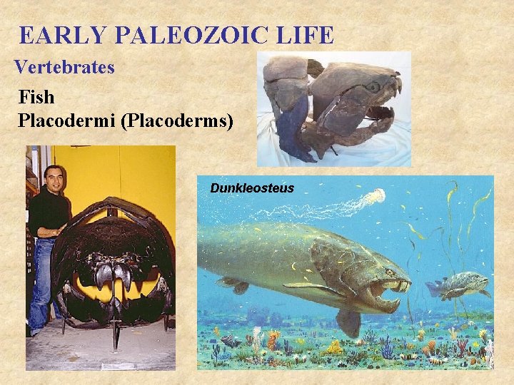 EARLY PALEOZOIC LIFE Vertebrates Fish Placodermi (Placoderms) Dunkleosteus 