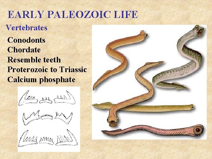 EARLY PALEOZOIC LIFE Vertebrates Conodonts Chordate Resemble teeth Proterozoic to Triassic Calcium phosphate 
