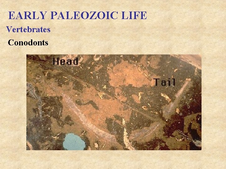 EARLY PALEOZOIC LIFE Vertebrates Conodonts 