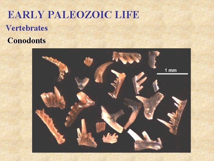 EARLY PALEOZOIC LIFE Vertebrates Conodonts 