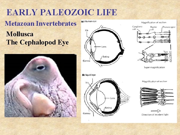 EARLY PALEOZOIC LIFE Metazoan Invertebrates Mollusca The Cephalopod Eye 