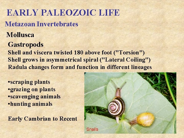 EARLY PALEOZOIC LIFE Metazoan Invertebrates Mollusca Gastropods Shell and viscera twisted 180 above foot