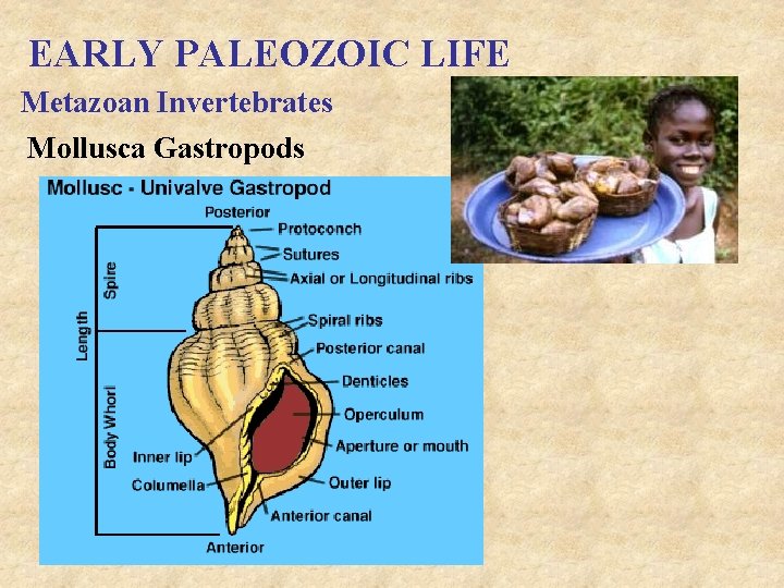 EARLY PALEOZOIC LIFE Metazoan Invertebrates Mollusca Gastropods 
