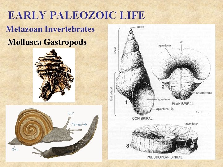 EARLY PALEOZOIC LIFE Metazoan Invertebrates Mollusca Gastropods 