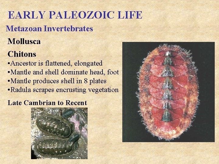 EARLY PALEOZOIC LIFE Metazoan Invertebrates Mollusca Chitons • Ancestor is flattened, elongated • Mantle