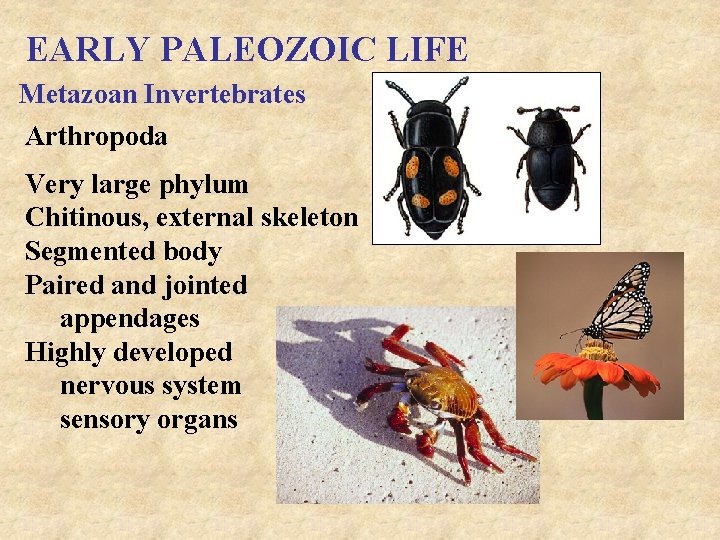 EARLY PALEOZOIC LIFE Metazoan Invertebrates Arthropoda Very large phylum Chitinous, external skeleton Segmented body