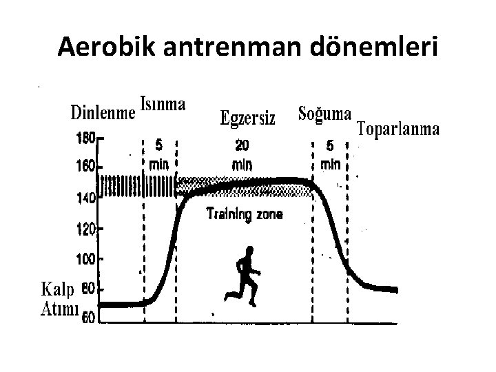 Aerobik antrenman dönemleri 