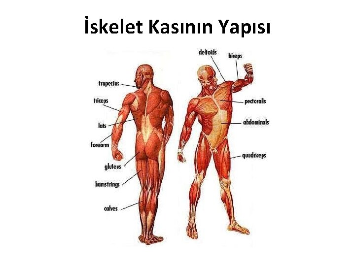 İskelet Kasının Yapısı 