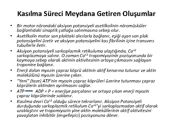 Kasılma Süreci Meydana Getiren Oluşumlar • Bir motor nörondaki aksiyon potansiyeli asetilkolinin nöromüsküler bağlantıdaki
