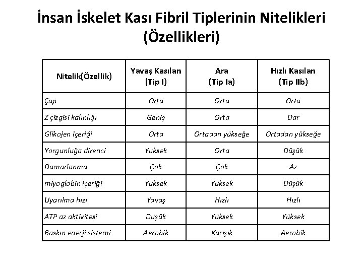 İnsan İskelet Kası Fibril Tiplerinin Nitelikleri (Özellikleri) Yavaş Kasılan (Tip I) Ara (Tip Ia)