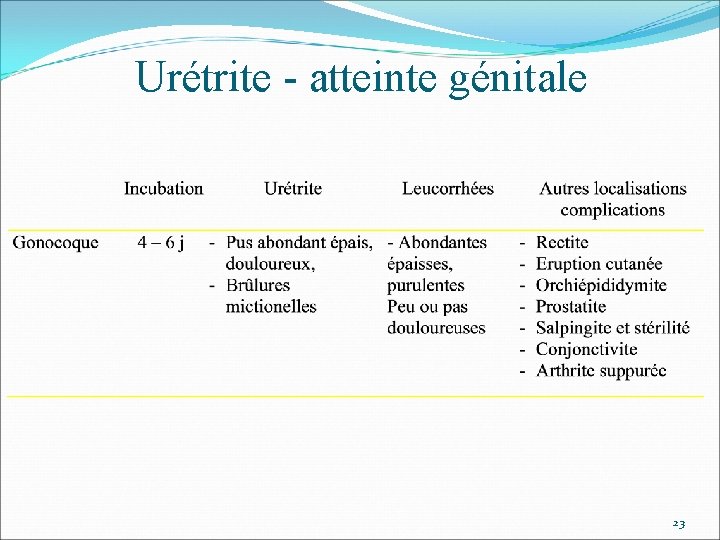 Urétrite - atteinte génitale 23 