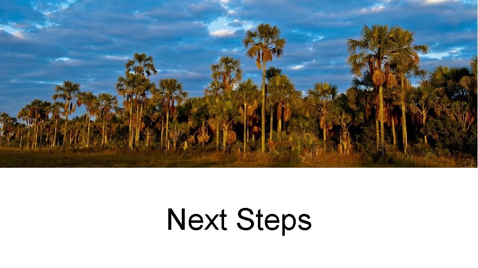 Next Steps 