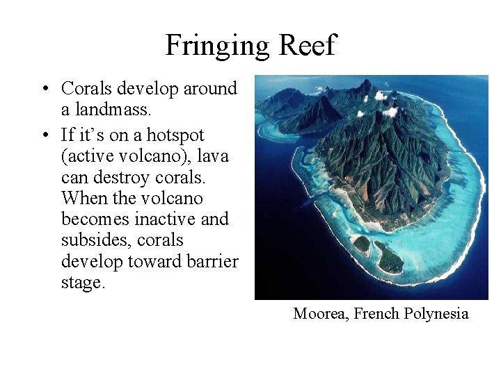 Fringing Reef • Corals develop around a landmass. • If it’s on a hotspot