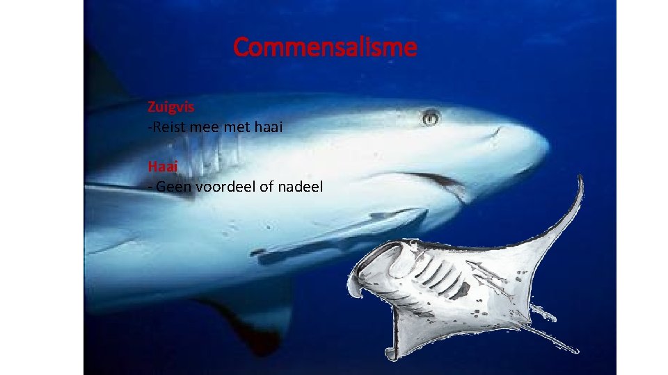Commensalisme Zuigvis -Reist mee met haai Haai - Geen voordeel of nadeel 