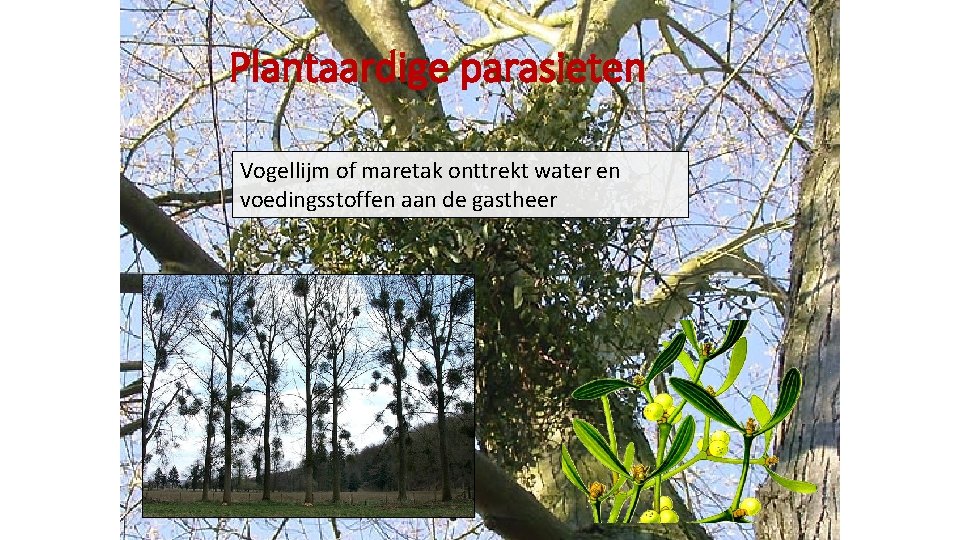 Plantaardige parasieten Vogellijm of maretak onttrekt water en voedingsstoffen aan de gastheer 