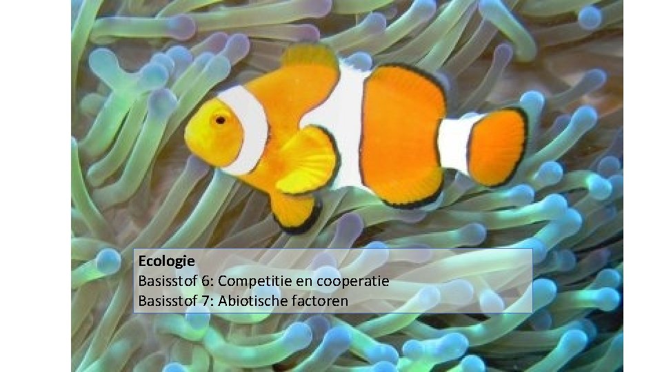 Symbiose = langdurig samenleven van individuen van verschillende soorten Ecologie Basisstof 6: Competitie en