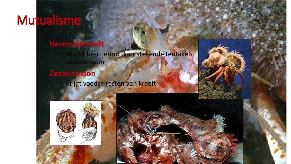 Mutualisme Heremietkreeft • Wordt beschermd door stekende tentakels zeeanemoon Zeeanemoon • Krijgt voedselresten van