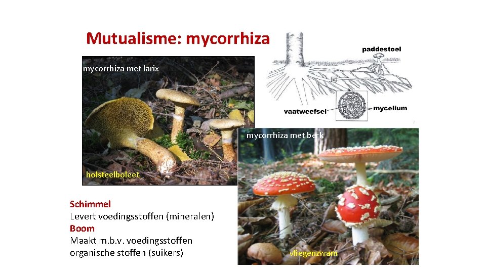 Mutualisme: mycorrhiza met larix mycorrhiza met berk holsteelboleet Schimmel Levert voedingsstoffen (mineralen) Boom Maakt