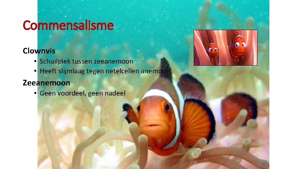 Commensalisme Clownvis • Schuilplek tussen zeeanemoon • Heeft slijmlaag tegen netelcellen anemoon Zeeanemoon •