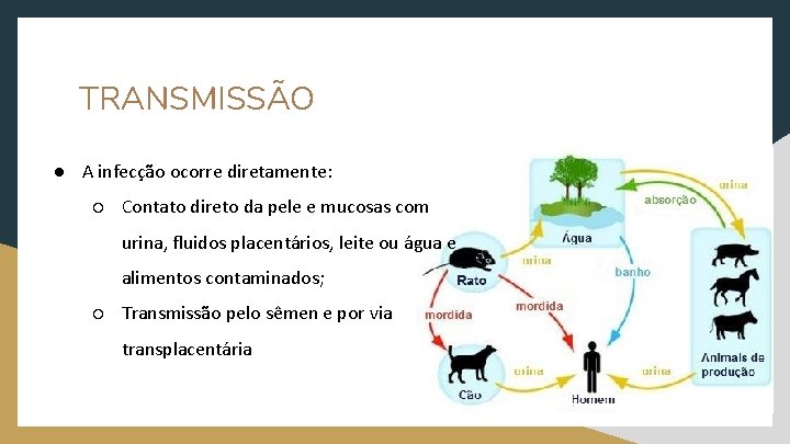 TRANSMISSÃO ● A infecção ocorre diretamente: ○ Contato direto da pele e mucosas com