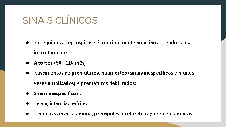 SINAIS CLÍNICOS ● Em equinos a Leptospirose é principalmente subclínica , sendo causa importante