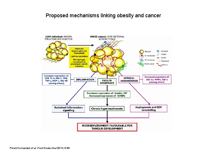 Proposed mechanisms linking obesity and cancer Pérez-Hernández et al. Front Endocrinol 2014, 5: 65