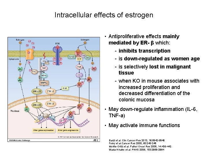 Intracellular effects of estrogen • Antiproliferative effects mainly mediated by ER- β which: -