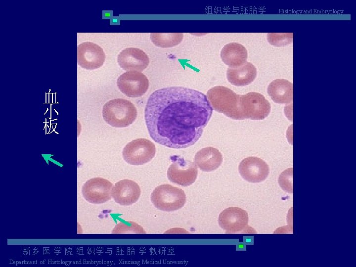 组织学与胚胎学 血 小 板 新乡 医 学 院 组 织学与 胚 胎 学 教研室