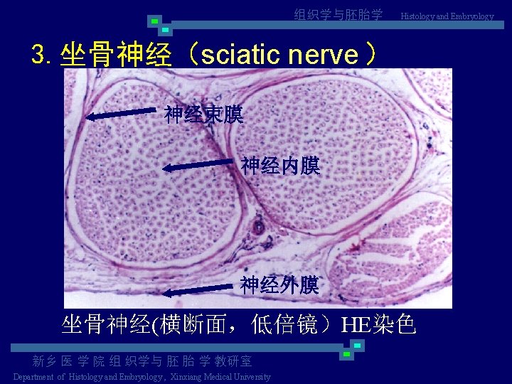 组织学与胚胎学 Histology and Embryology 3. 坐骨神经（sciatic nerve ） 神经束膜 神经内膜 神经外膜 坐骨神经(横断面，低倍镜）HE染色 新乡 医