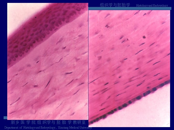 组织学与胚胎学 新乡 医 学 院 组 织学与 胚 胎 学 教研室 Department of Histology