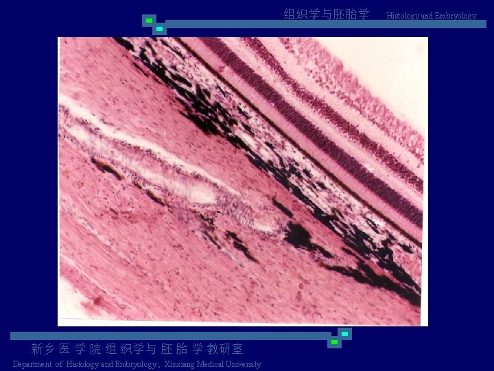 组织学与胚胎学 新乡 医 学 院 组 织学与 胚 胎 学 教研室 Department of Histology