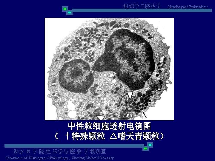 组织学与胚胎学 中性粒细胞透射电镜图 （ ↑特殊颗粒 △嗜天青颗粒） 新乡 医 学 院 组 织学与 胚 胎 学