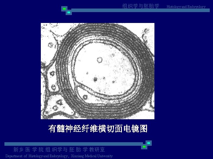 组织学与胚胎学 有髓神经纤维横切面电镜图 新乡 医 学 院 组 织学与 胚 胎 学 教研室 Department of