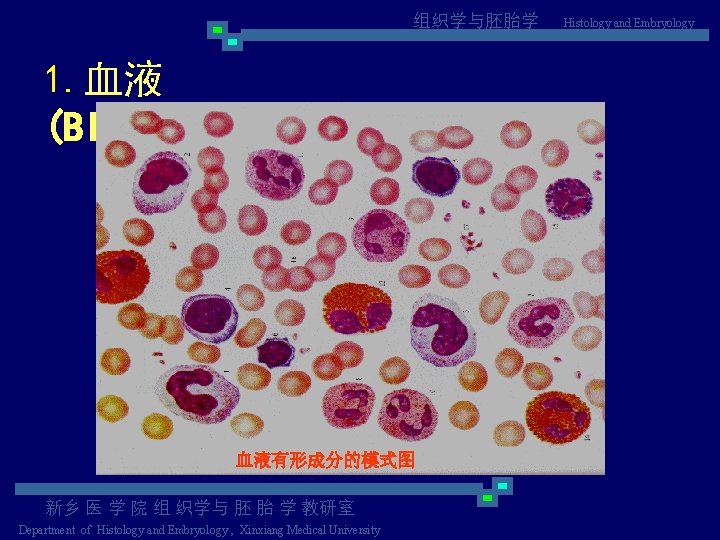 组织学与胚胎学 1. 血液 (Blood) 血液有形成分的模式图 新乡 医 学 院 组 织学与 胚 胎 学