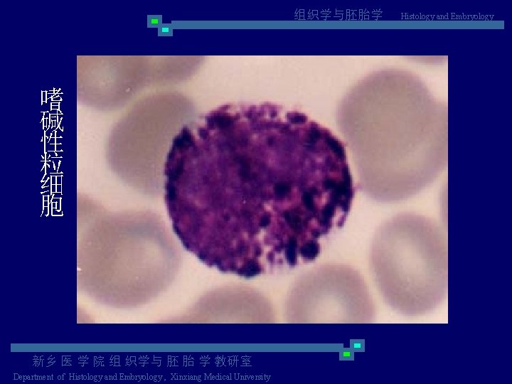 组织学与胚胎学 嗜 碱 性 粒 细 胞 新乡 医 学 院 组 织学与 胚