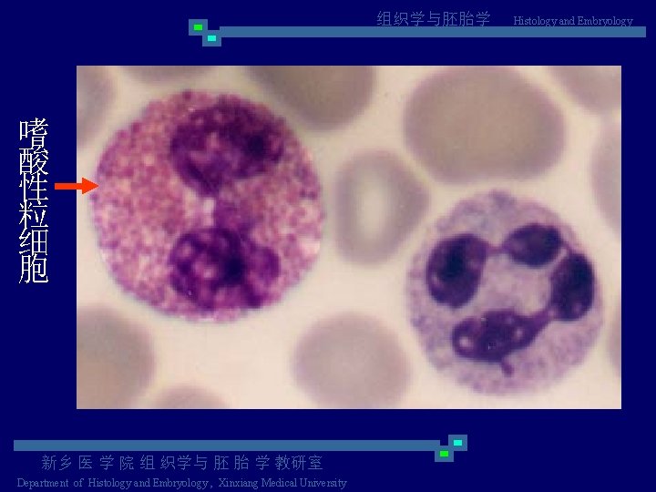 组织学与胚胎学 嗜 酸 性 粒 细 胞 新乡 医 学 院 组 织学与 胚