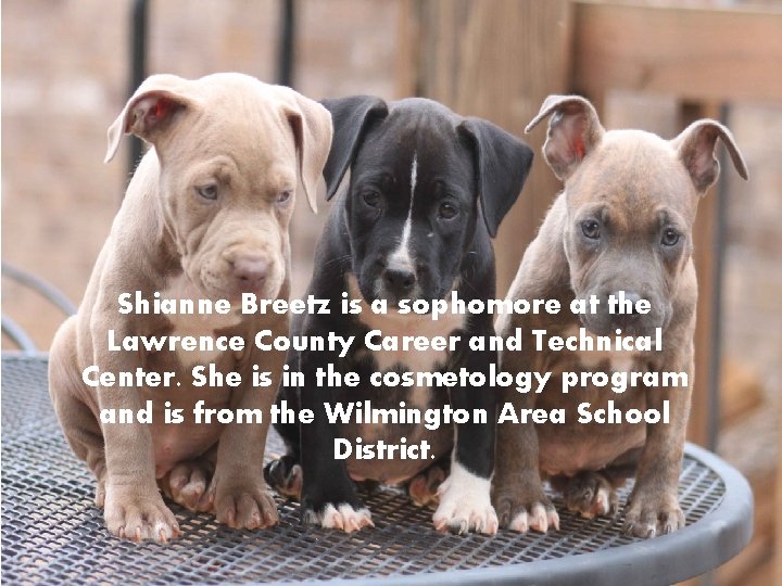 Shianne Breetz is a sophomore at the Lawrence County Career and Technical Center. She