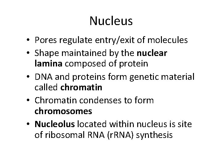 Nucleus • Pores regulate entry/exit of molecules • Shape maintained by the nuclear lamina